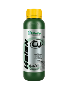 KALEX Cu